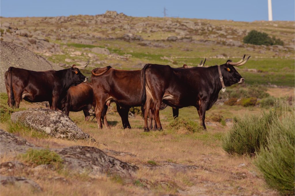 Terra Maronesa é solidária com as instituições sociais – Terra Maronesa